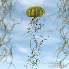 Jellyfish spanish moss for sale  LEIGH