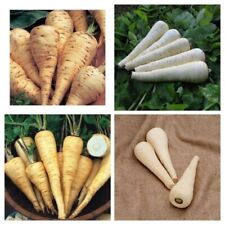 Parsnip seeds huge for sale  SALISBURY