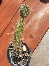 Opuntia cactus frost for sale  LEAMINGTON SPA