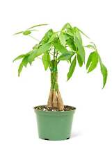 Braided money tree for sale  Grayling
