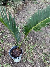 Sago palm bonsai for sale  Magnolia