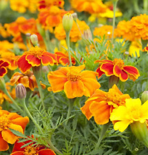 Studentenblumen tagetes patula gebraucht kaufen  Waghäusel