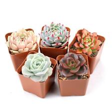 Assorted rosette echeveria for sale  Fallbrook