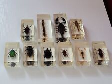 Collectable bugs insects for sale  CHATHAM