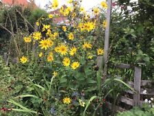 Helianthus perennial sunflower for sale  LEICESTER