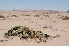 welwitschia for sale  Shipping to South Africa