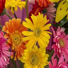 Gerbera jamesonii mixed for sale  SOUTHEND-ON-SEA