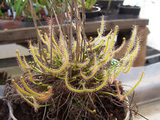 Forked leaf sundew for sale  Shipping to Ireland