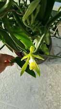 Vanilla bean orchid for sale  Palm Bay