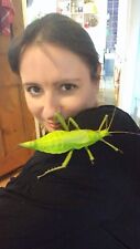 stick insect tank for sale  NOTTINGHAM