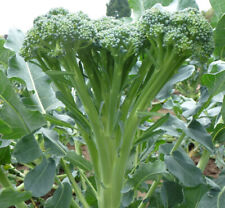Tender stem broccoli for sale  PRESTON