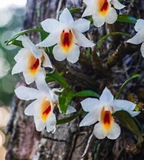 Orchid orchid dendrobium for sale  Shipping to Ireland