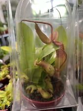 Nepenthes alata garden for sale  BRENTFORD