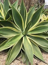 Live plant agave for sale  Shipping to Ireland