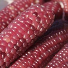 Maíz puff - dedo rosa - palomitas de maíz rosa 10+ semillas - matraces pequeños Zm 076 segunda mano  Embacar hacia Mexico