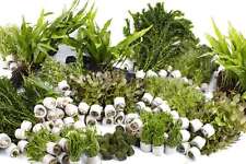 Live aquarium plants for sale  MARKET RASEN