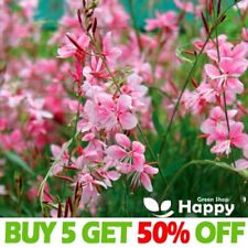Gaura rosy white for sale  DONCASTER