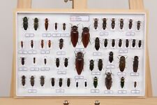 Entomologie collection muséum d'occasion  Peyruis