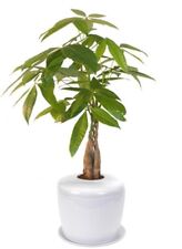 Money tree bonsai for sale  Patchogue
