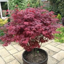 Japanese purple maple for sale  Shipping to Ireland