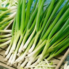 Spring onion white for sale  DEWSBURY