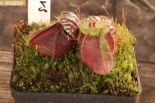 Cephalotus follicularis hummer usato  Spedire a Italy