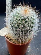 Mammillaria spinosisiaa for sale  MOLD