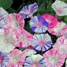 Flower morning glory for sale  SALISBURY