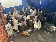 Mix fertile hatching for sale  STOKE-ON-TRENT