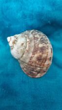 Large sea shell for sale  DOWNHAM MARKET