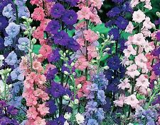 ROCKET LARKSPUR  100 FRESH SEEDS FREE SHIPPING  for sale  Shipping to South Africa