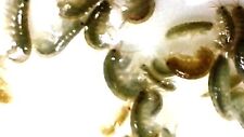 Portion amphipods live for sale  Palm Bay