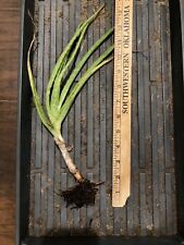 Aloe vera rooted for sale  Bossier City