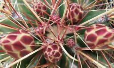 Ferocactus hamatacanthus Cactus Hook (50 semi ) for sale  Shipping to South Africa