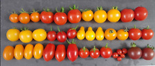 Plantas de tomate 3 × tamaño cereza aleatoria frutas etiquetadas segunda mano  Embacar hacia Argentina