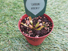 Venus flytrap carboni for sale  DONCASTER