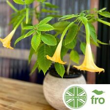 Yellow angel trumpet for sale  MANCHESTER