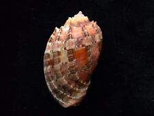 Sea Shells Harpa harpa 57mm ID#3751C for sale  Shipping to South Africa