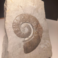 Ammonite rare crioceratite d'occasion  Hommarting