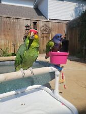 pionus parrot for sale  Carrollton