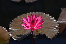 Nymphaea red flare for sale  Walterboro