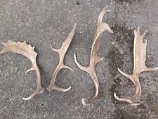 Fallow deer antlers for sale  RIPON