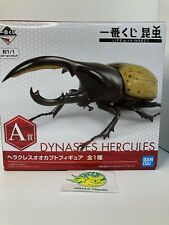 Dynastes hercules beetle for sale  Shipping to United States