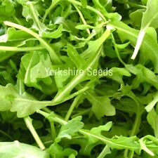 Wild rocket salad for sale  DEWSBURY