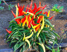 Chilli pepper seeds for sale  DONCASTER