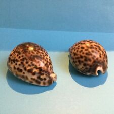 Tigermuschel cypraea tigris gebraucht kaufen  Schwabmünchen