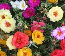 Moss rose portulaca for sale  READING