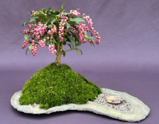 Pieris japonica flowering for sale  Patchogue