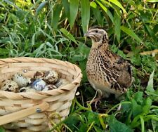 120 quail hatching for sale  REDRUTH