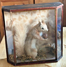 Antique taxidermy red for sale  BRISTOL